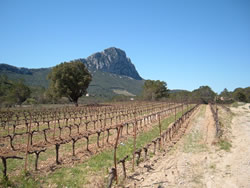 Vineyards